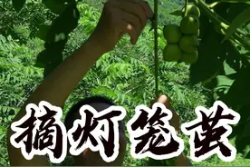 摘灯笼茧 这个东西我敢说百分之99人没吃过！#我的乡村生活 #农村生活 #大山里的味道 #星乡村星农人 #农村美食