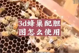 3d蜂巢配胆图怎么用 #科技 #it #3d蜂巢配胆图怎么用视频封面