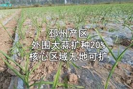 邳州产区外围大蒜扩种20%，核心区域无地可扩 #蒜视界视频封面