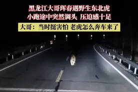 黑龙江大哥珲春遇野生东北虎，小跑途中突然调头，压迫感十足！大哥：当时挺害怕，老虎怎么奔车来了#吉林dou知道视频封面