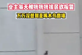 震楼的可能不是震楼器，而是啄木鸟视频封面