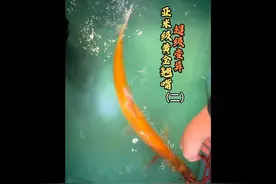 超稀有变异亚米级黄金翘嘴后续，连夜返程抵达工作室！视频封面