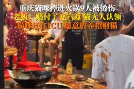 #天降猫咪掉进露天火锅烫伤9人  5月3日，重庆。火锅店主回应后续情况：顾客和猫都已送医，总共赔付了五六万，猫咪还在ICU无人认领，将会收养这只招财猫。视频封面