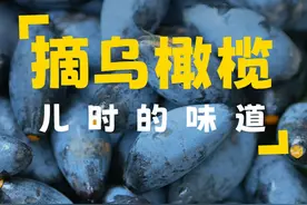 有一种味道，肩负着世人的传承，有一种果子，被人们吃出新高度 它就是乌橄榄，又闻橄榄香，现在正值采收期，摘些新鲜橄榄回去，用传统方法腌制成榄角，儿时的味道#乡村守护人#乡村生活家#新农人计划2024