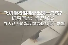 飞机滑行时机翼出现一只鸟？机场回应：情况属实 当天已将情况反馈给驱鸟部门处置 航空公司称未收到鸟类致航班异常情况