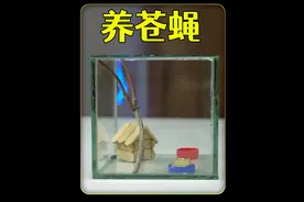 沉浸式养苍蝇，从打击到饲养：让苍蝇成为你的小宠物 #解压 #苍蝇视频封面