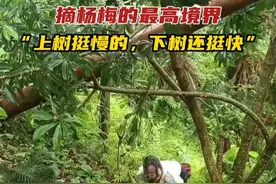摘杨梅的最高境界，“上树挺慢的，下树还挺快”#杨梅 #爬树 #水果 #贵州  （来源：@杨哥哥 ）视频封面