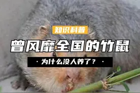 曾经风靡全国的竹鼠，浑身都是宝，为什么如今没人养了？ （3）#竹鼠 #美食 #冷知识 #科普视频封面