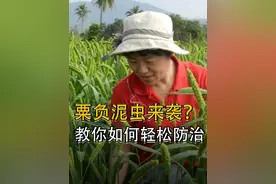 粟负泥虫该如何防治？