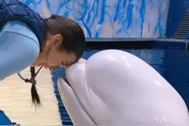 视频为证，白鲸的头是果冻做的！！！#白鲸 #涨知识 #治愈视频封面