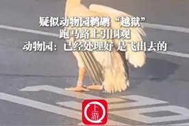 2月15日，四川成都，#疑似动物园鹈鹕“越狱”跑马路上引围观，动物园：已经处理好，是飞出去的