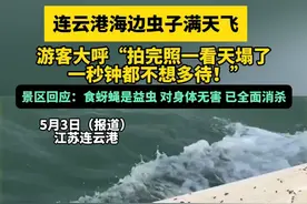 连云港海边虫子满天飞 游客大呼“拍完照一看天塌了”景区：是益虫食蚜蝇，已全面消杀（畅）