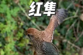 能在空中悬停的猛禽，红隼！ #红隼 #鸟 #神奇动物 #动物的迷惑行为 #神奇动物在抖音视频封面
