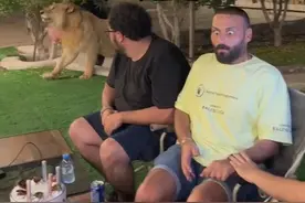 中东土豪养的宠物狮子带来的压迫感 #中东土豪 #猛兽 #宠物