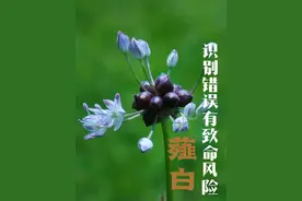 识别错误有致命风险，原产中国的古老野菜野葱薤白 #植物科普 #野菜 #野葱 #薤白 #大自然的馈赠