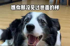 不要怕，有老爹在～ #奥利与奥斯卡 #边牧视频封面