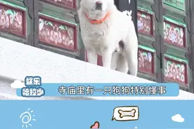 狗狗：酒肉穿肠过，佛祖心中留~   #搞笑  #狗狗  #万万没想到视频封面