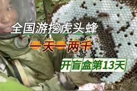 高山竹林发现一窝金环虎头蜂，足足有四层，品相太饱满了、好过瘾呀、太爽了#三农  #户外打野  #虎头蜂