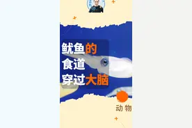 鱿鱼为什么吃食物都细嚼慢咽？谁让食道穿过大脑呢，吃太快可能会撑破大脑。#鱿鱼 #海洋生物 #自然知识科普