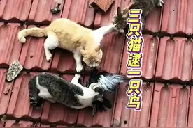 三只猫逮一只鸟 #搞笑动物配音 #动物的迷惑行为 #看一次笑一次