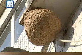 3月1日，#珠海 香洲区消防部门根据市民求助信息，对香溪庄一处楼外蜂巢进行清理，消除了安全隐患。#广东dou知道视频封面