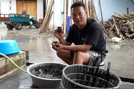 今年最后一批野葡萄，阿琪给老爸泡一坛加米酒葡萄酒，一起去看看视频封面