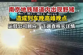 南京地铁隧道内出现野猪，造成列车晚高峰晚点，运营公司回应：正调查核实详情。（剪辑：王京）视频封面