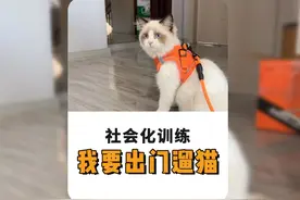 想要出门遛猫？那真的太简单了！#猫咪社会化 #猫咪社会化训练