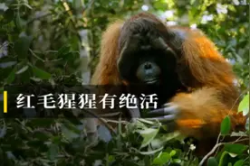 红毛猩猩有绝活视频封面