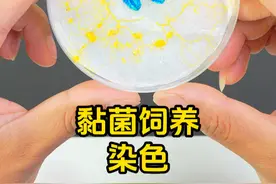 分享黏菌饲养日常，尝试给黏菌染色，会成功吗？ #黏菌的日常 #黏菌 #宠物