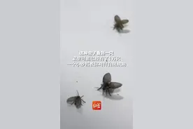 它是下水道清道夫，也是潜在传染源！ 厨房里出现的这种蛾子， 看见1只或存在1万只！一招教你用盐和苏打粉搞定视频封面