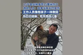 15岁金丝猴身现15厘米伤口，救助人员：或争当家长时受伤。救助两天伤口已结痂 ，吃东西倍儿香视频封面