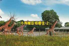 小狗被巨蟒给缠住后续 小狗被巨蟒给缠住后续#动物世界 #蛇视频封面