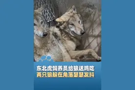 4月7日，河南濮阳，东北虎饲养员给狼送鸡吃，两只狼躲在角落瑟瑟发抖，一动也不敢动！“我是养老虎的身上有老虎味”#河南dou知道视频封面