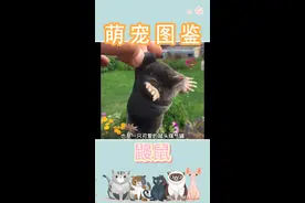 鼹鼠，动物界里打洞第一名。#萌宠 #神奇动物在抖音 #捕鼠高手 #可爱到爆炸💥 #宠物  #鼹鼠 #鼹鼠的故事 #萌宠出道计划视频封面