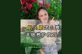 一帆风顺也叫红掌，你知道怎么养好它嘛，这条视频告诉你。 一帆风顺详细养护技巧。#花卉绿植 #爱生活爱养花 #种植小技巧 #一帆风顺 #白掌视频封面