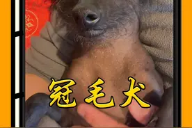 世界上最丑的狗：中华冠毛犬！ #冠毛犬 #最丑的狗 #中国冠毛犬 #生物科普 #动物科普视频封面