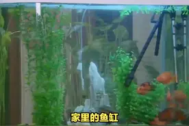 家里的鱼缸，为什么不能送人？ #传统文化 #知识 #老六师傅