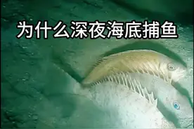 深夜海底捕鱼的优势有哪些 #潜水捕鱼 #神奇动物在抖音