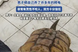 男子晒自己养了许多年的鳄龟视频封面