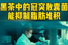 #黑茶中的冠突散囊菌能抑制脂肪堆积  #纪录片安化黑茶  第四集正在热播！喝黑茶能够减肥的原因来自一个叫“冠突散囊菌”的菌种，它在改善茶汤色泽与香气的同时，还能将茶叶中的多糖成分转化为促进脂肪代谢的活性物质，参与到人体的健康管理中#安化黑茶