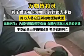 鸭子嗓子被卡异物,上岸拦路人求救.宠物医生：头部有钢珠贯穿伤痕,食道内已取出发黑的钢珠. 不幸的是由于伤势过重鸭子已经死亡#万物皆有灵性 
来源：@我是板板