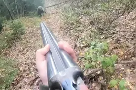 男子在野外遇到黑熊，用猎枪成功吓跑对方视频封面