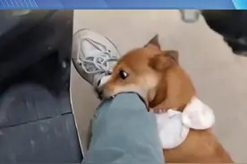 全国人大代表庹庆明：建议统一公布全国禁养犬、大型犬名录，养犬一律实行圈养、拴养，对拒不执行者依法进行处罚。#养狗 #狗 #安全视频封面
