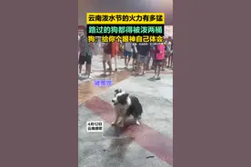 云南泼水节的火力有多猛，路过的狗都得被泼两桶，狗：给你个眼神自己体会 #2025年泼水节来啦  #云南泼水节的快乐来了  #云南只打滇峰赛  #云南泼水节  来源:@AIER- 艾儿的小柠檬🍋 @拥有一堆赘肉 @肉嘟嘟 @快来抱抱视频封面