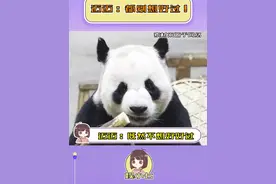 迈迈：既然不想好好过，那就别过了！#迈迈 #大熊猫 #真实 #搞笑视频封面