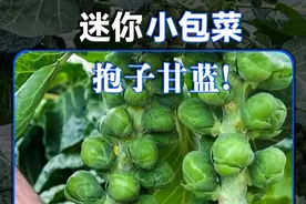 这种迷你小包菜，叫做抱子甘蓝。 味道跟我们的白菜很像，但很多人都觉得没有我们的大白菜好吃。#抱子甘蓝 #迷你包菜 #维生素C #自然奇境科普季视频封面