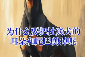 为什么要把杜宾犬的耳朵和尾巴剪掉呢 #涨知识 #杜宾犬