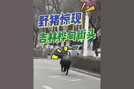 11月21日，吉林桦甸街头出现一头野猪，随后跑进小区。麻醉控制无效后，特勤中队民警成功将其击毙。#野猪 #吉林 #秀我中国视频封面