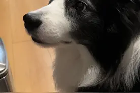 被边牧钓成翘嘴了.. #边牧 #奥利与奥斯卡视频封面